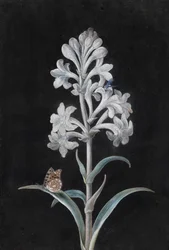 White Hyacinth with Insects